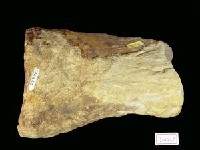 藏品(象髖骨化石)的圖片